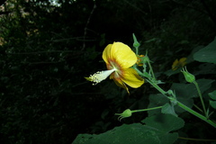 Abutilon persicum